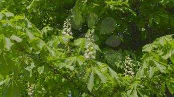 Spring blooming chestnut branch on wind tree green leaves