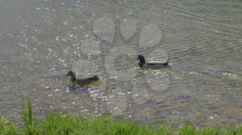 Ducks on walk floating in the pond water