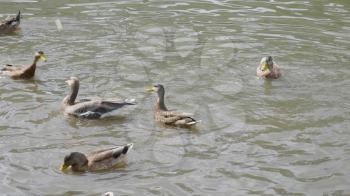 Ducks on walk floating in the pond water. UltraHD stock footage.