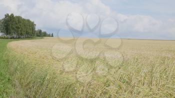 Ripe wheat landscape in sky with clouds on edge of the forest.