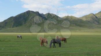 Horses with foals grazing in a pasture in the Altai Mountains.