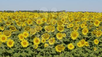 Field of blossoming sunflowers against the blue sky.