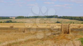 Fields of wheat at the end of summer fully ripe.