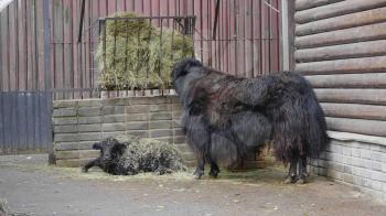 Old Tibetan yak with long black wool and big horns goes along a mountain pasture.
