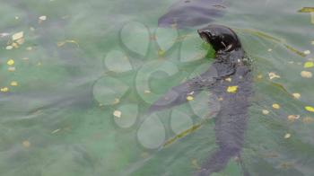 Critically endangered Mediterranean monk seal.