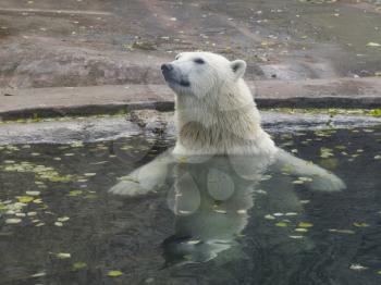 Beautiful Polar bear playing in water in autumn.