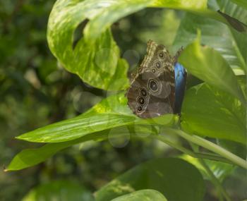 Blue Morpho, Morpho peleides, big butterfly sitting on green leaves, beautiful insect in the nature habitat, wildlife, Amazon, Peru, South America.