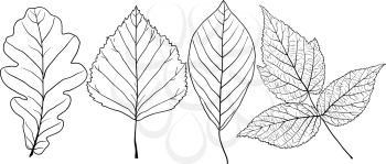 Set sketches silhouettes leaves on white background illustration.