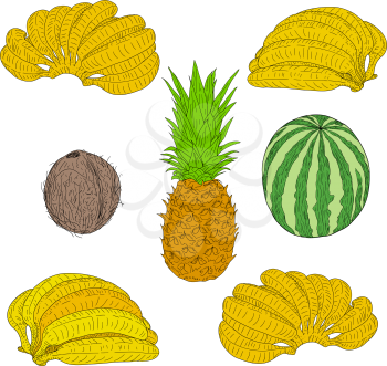 Set sketch silhouette sketch watermelon, coconut, banana, pineapple white background illustration.
