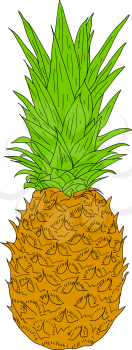 Sketch silhouette sketch pineapple on white background illustration.