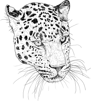 Sketch silhouette sketch leopard face on white background illustration.