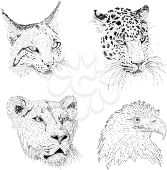 Set sketch silhouette sketch eagle, lynx, leopard. lioness face on white background illustration.