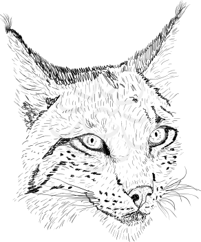 Sketch silhouette sketch lynx face on white background illustration.