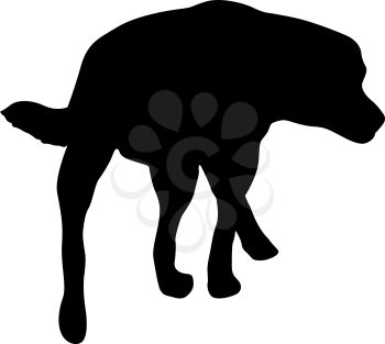 Labrador dog black silhouette on white background.
