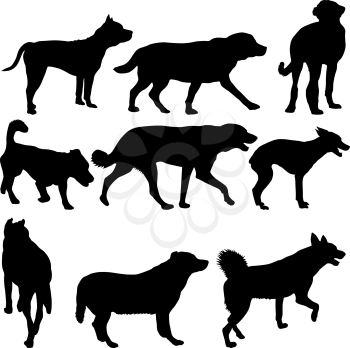 Set silhouette black domestic dog on a white background.