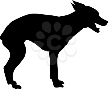 Chihuahua dog silhouette on a white background.