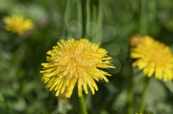 Beautiful yellow dandelion flower on a background of green grass.