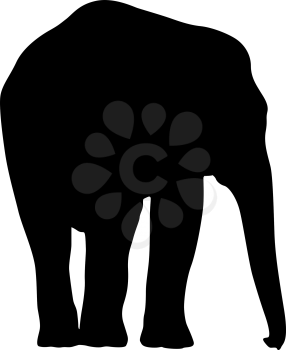 Silhouette large African elephant on a white background.