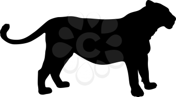 Silhouette of the lioness on a white background.