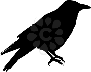 Silhouette of a bird crow on a white background.
