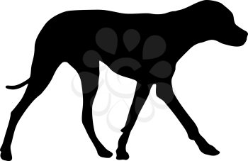 Doberman pinscher dog black silhouette on white background.
