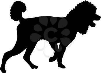 Poodle dog black silhouette on white background.