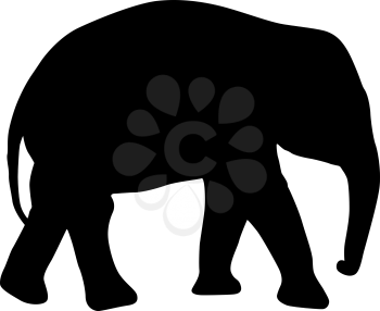 Silhouette of an African baby elephant on a white background.