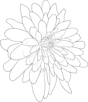 Beautiful sketch flower on white background.