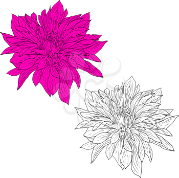 Beautiful monochrome and color sketch, dahlia flower on a white background.