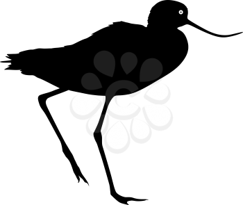 Silhouette bird Long billed curlew on a white background.