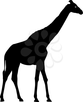 Silhouette high African giraffe on a white background.