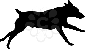 Doberman pinscher dog silhouette on a white background.