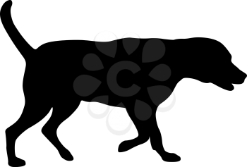 Labrador dog silhouette on a white background.