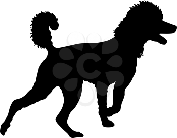 Poodle dog silhouette on a white background.