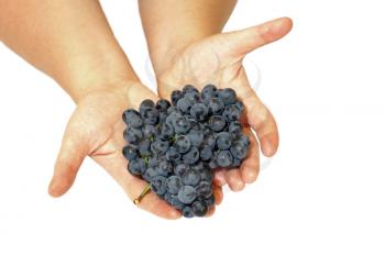 Female hand with some grapes on a white background