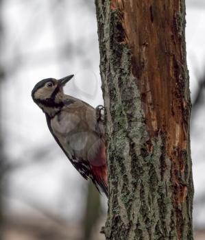 Great spotted woodpecker on a looking for food on a tree.