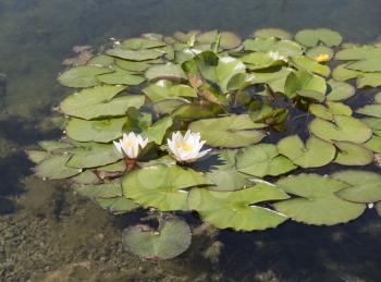 White lily flower in the water with green leaves on a lake.