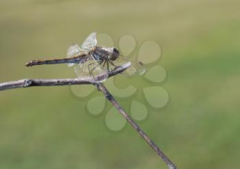Beautiful dragonfly sits on a dry branch on a background of grass.