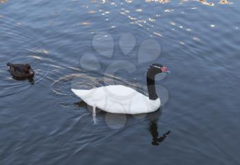 Beautiful white swan with red beak swimming in lake, slow motion.