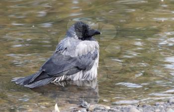 Black bird crow bathing In the lake.