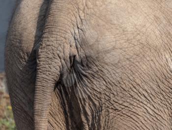 Background tail elephant ass textured surface of hard wrinkled skin.