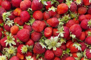 Background of beautiful and juicy strawberries with green leaves.