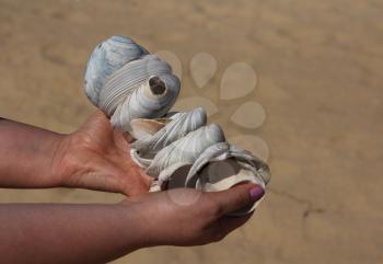 Close up of a boy holding sea shells in her hands.