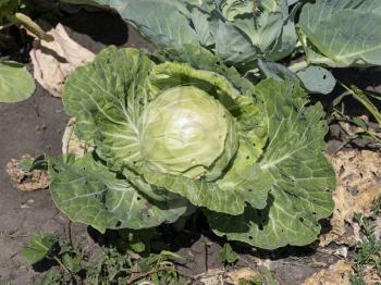 Close-up of fresh cabbage in the vegetable garden.