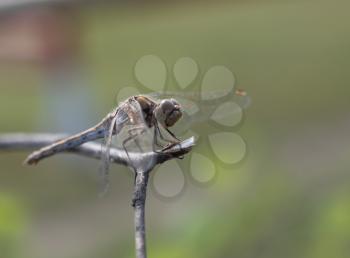 Dragonfly sits on dry branch on a background of green grass.