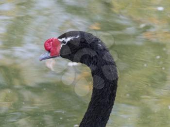 Beautiful black swan with red beak swimming in lake, slow motion.