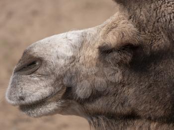 Portrait of a graceful two-humped camel resting in the shade.