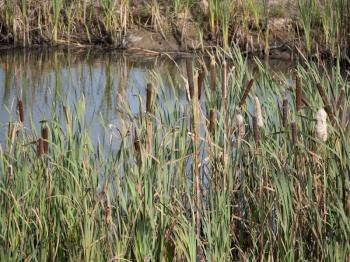 hree wild ducks sit on the lake among the reeds.