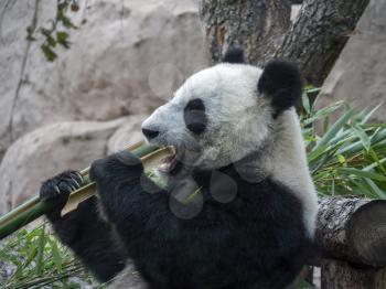 Cheerful black and white panda eats bamboo.