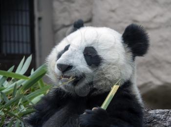 Cheerful black and white panda eats bamboo.